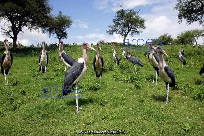 : Marabou Stork : Marabou Stork