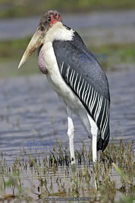 : Marabou Stork : Marabou Stork