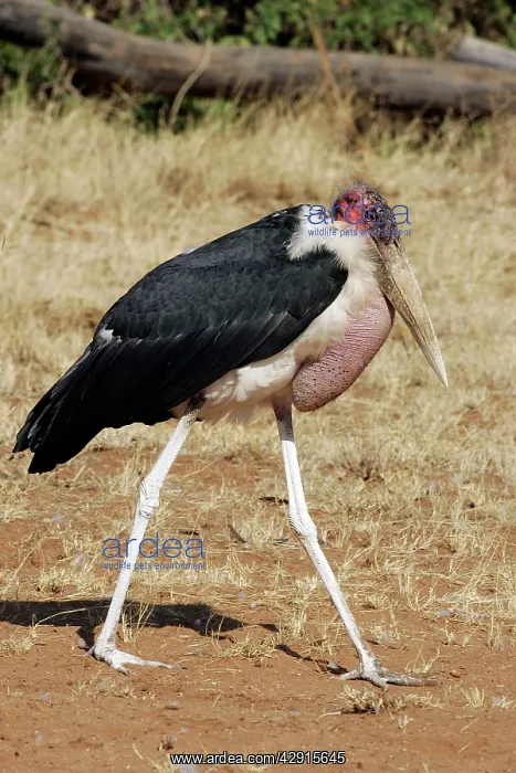: Marabou Stork : Marabou Stork