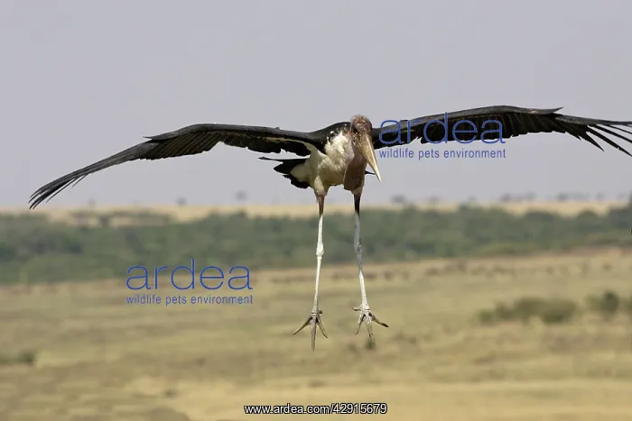 : Marabou Stork : Marabou Stork