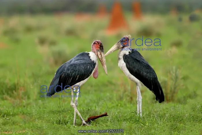 : Marabou Stork : Marabou Stork
