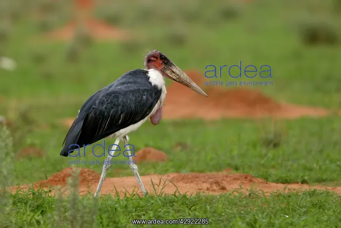 : Marabou Stork : Marabou Stork