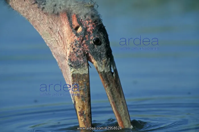 : Marabou Stork : Marabou Stork