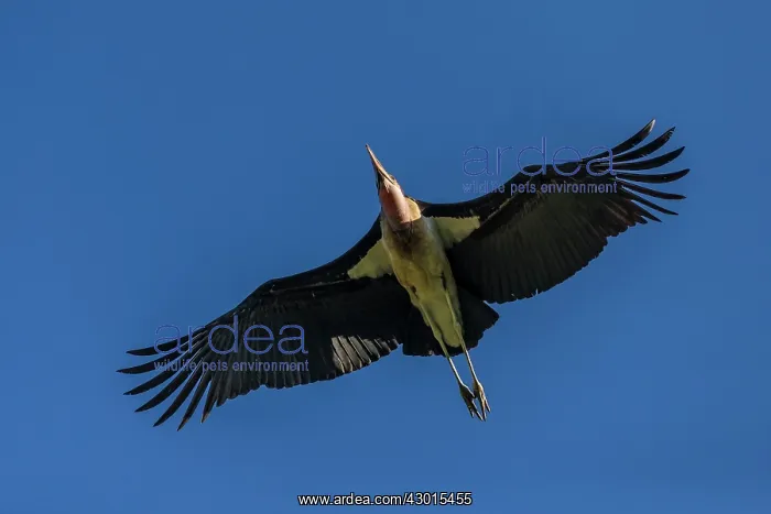 : Marabou Stork : Marabou Stork