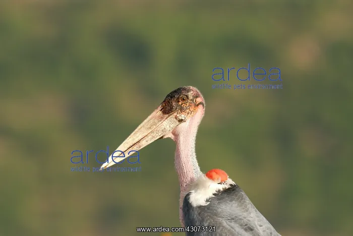: Marabou Stork : Marabou Stork