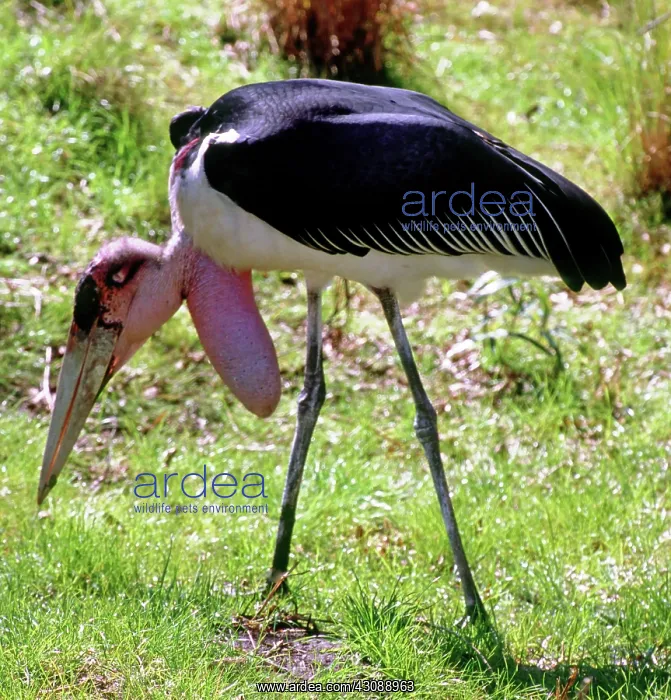 : Marabou Stork : Marabou Stork