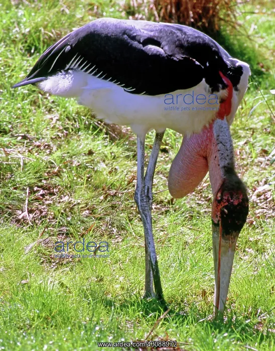  : Marabou Stork