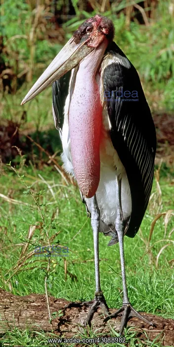 : Marabou Stork : Marabou Stork
