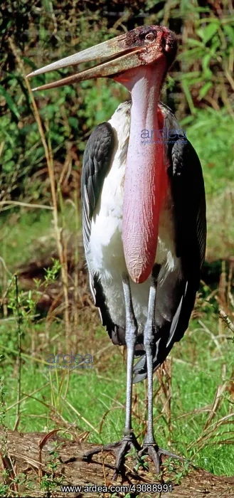 : Marabou Stork : Marabou Stork