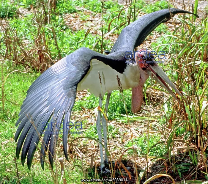 : Marabou Stork : Marabou Stork