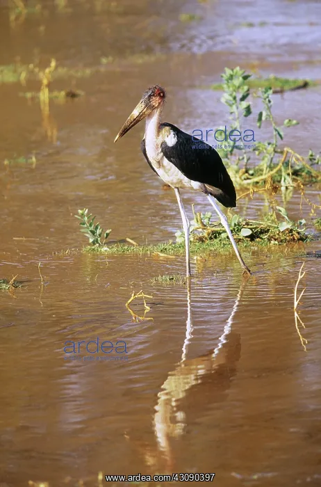  : Marabou Stork