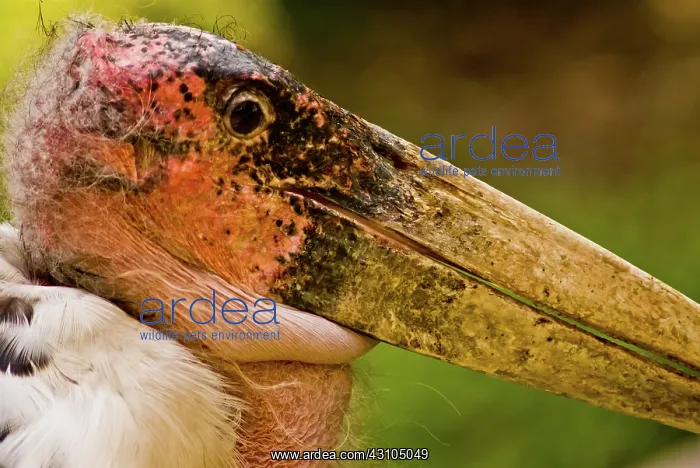 : Marabou Stork : Marabou Stork