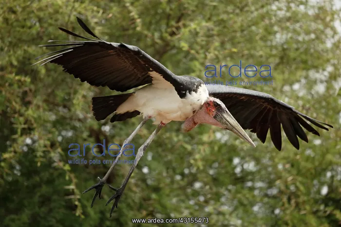 : Marabou Stork : Marabou Stork