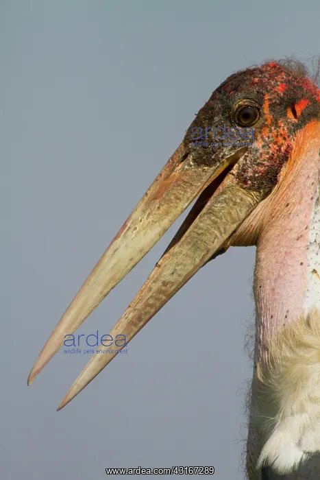 : Marabou Stork : Marabou Stork