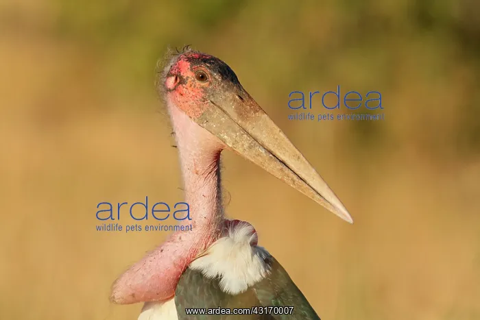 : Marabou Stork : Marabou Stork
