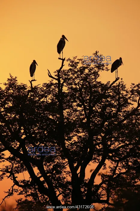 : Marabou Stork : Marabou Stork
