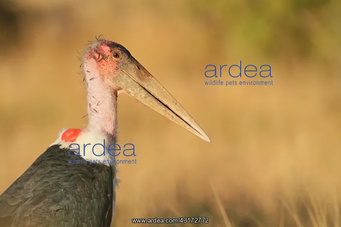 : Marabou Stork : Marabou Stork