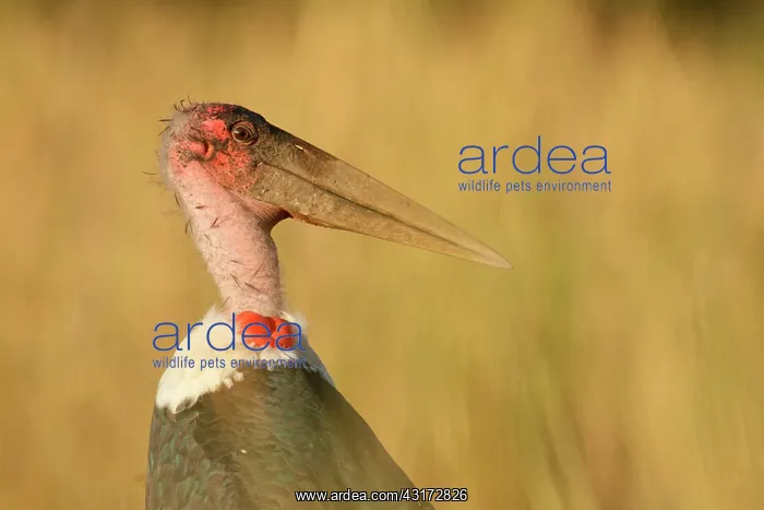 : Marabou Stork : Marabou Stork
