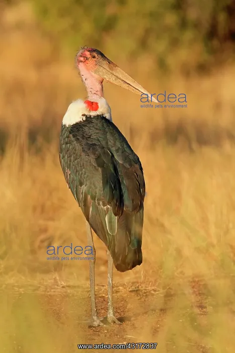 : Marabou Stork : Marabou Stork