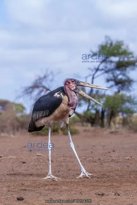 : Marabou stork in Amboseli National Park, Kenya : Marabou stork in Amboseli National Park, Kenya