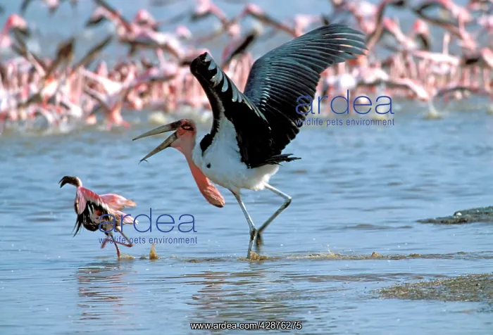 : Marabou Stork - attacking flamingo (Phoenicopterus minor) : Marabou Stork - attacking flamingo (Phoenicopterus minor)