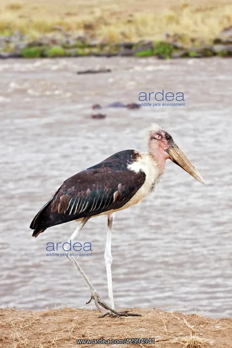 : Marabou Stork - on the banks of river Mara : Marabou Stork - on the banks of river Mara