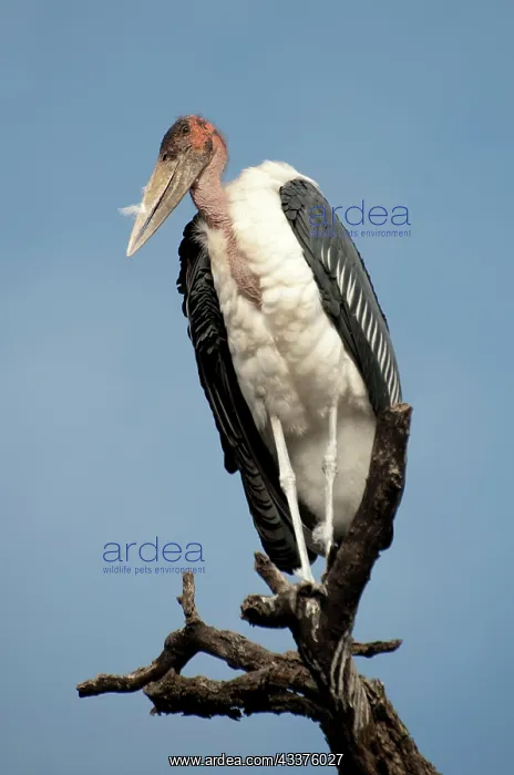 : Marabou Stork - on branch - Kruger National Park : Marabou Stork - on branch - Kruger National Park