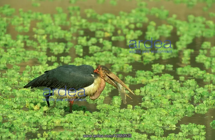 : Marabou Stork - Has caught a barbel fish in a waterhole : Marabou Stork - Has caught a barbel fish in a waterhole