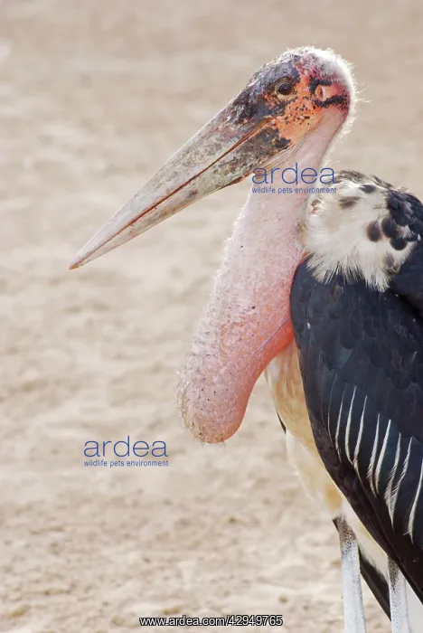 : Marabou Stork - crop full after scavenging : Marabou Stork - crop full after scavenging