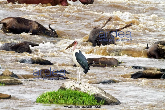 : Marabou Stork - & dead Wildebeest in the river Mara : Marabou Stork - & dead Wildebeest in the river Mara