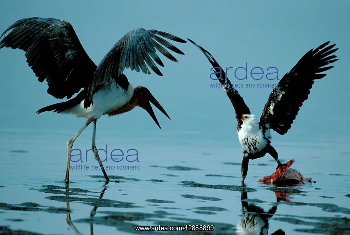: Marabou Stork & Eagle fighting over fish : Marabou Stork & Eagle fighting over fish