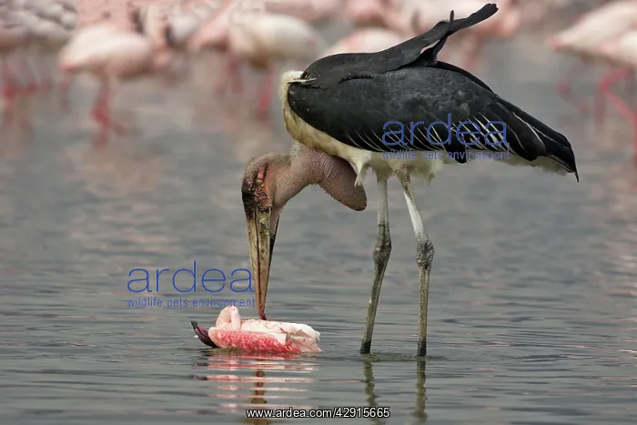 : Marabou Stork - eating flamingo : Marabou Stork - eating flamingo
