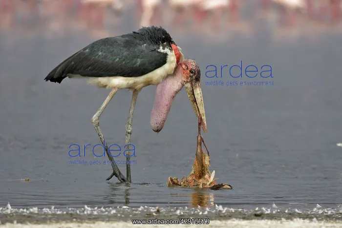 : Marabou Stork - eating flamingo, showing skin pouched : Marabou Stork - eating flamingo, showing skin pouched