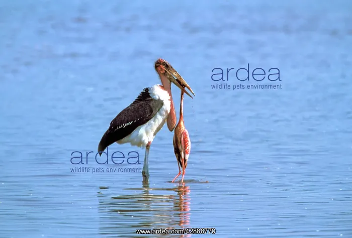  : Marabou Stork eating Lesser Flamingo (Phoenicopterus minor)