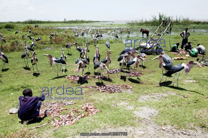 : Marabou Stork - eating pieces of tilapia and cat fish : Marabou Stork - eating pieces of tilapia and cat fish