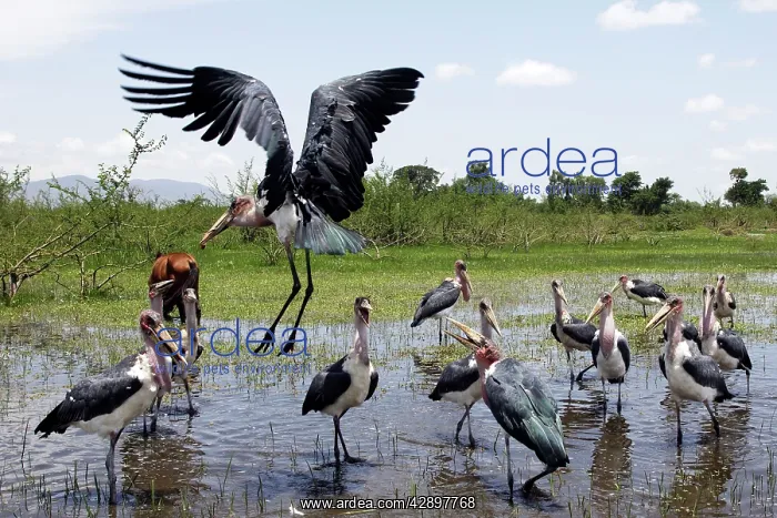 : Marabou Stork - eating pieces of tilapia and cat fish : Marabou Stork - eating pieces of tilapia and cat fish