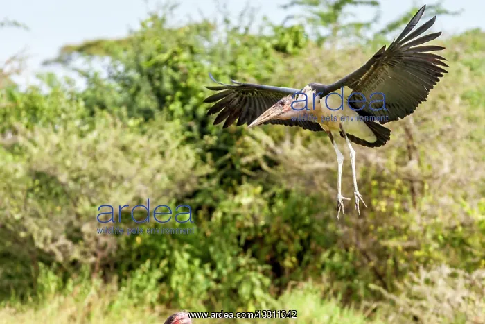 : Marabou stork in flight in Masai Mara : Marabou stork in flight in Masai Mara