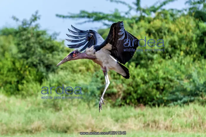 : Marabou stork in flight in Masai Mara : Marabou stork in flight in Masai Mara