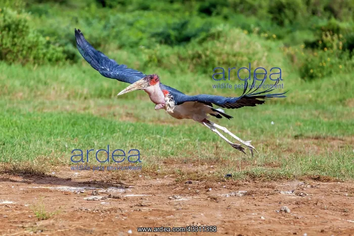 : Marabou stork in flight in Masai Mara : Marabou stork in flight in Masai Mara