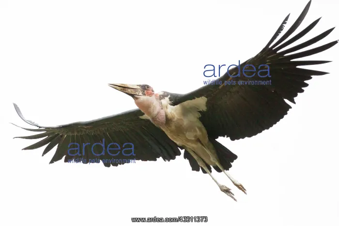 : Marabou stork in flight in Masai Mara : Marabou stork in flight in Masai Mara