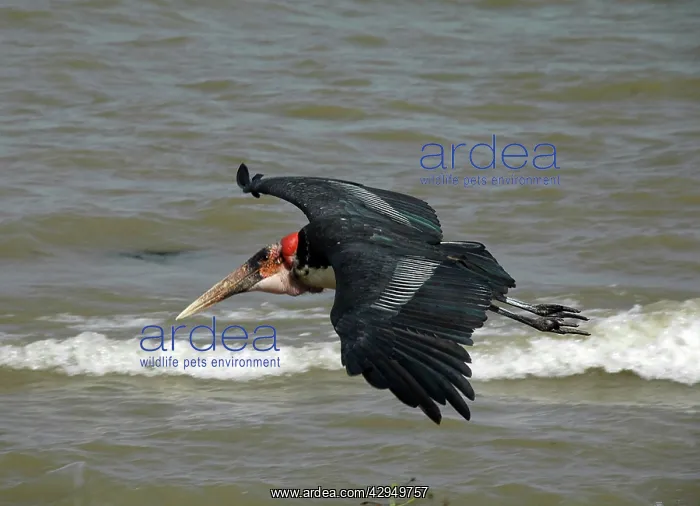 : Marabou Stork - in flight over water : Marabou Stork - in flight over water
