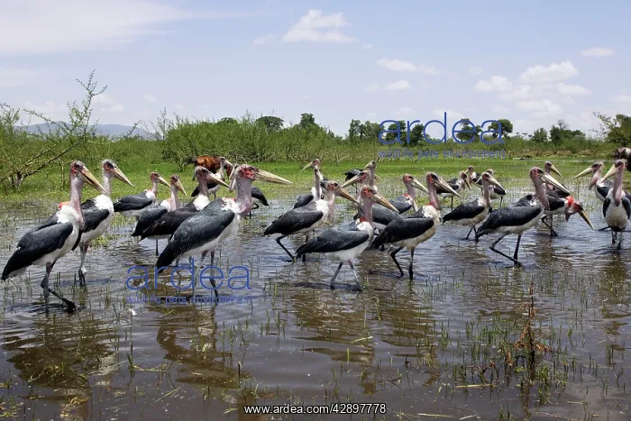 : Marabou Stork - group in water : Marabou Stork - group in water