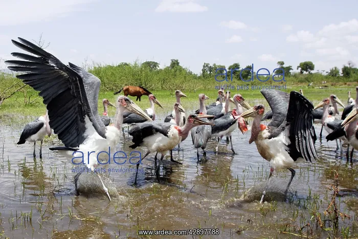 : Marabou Stork - group in water : Marabou Stork - group in water