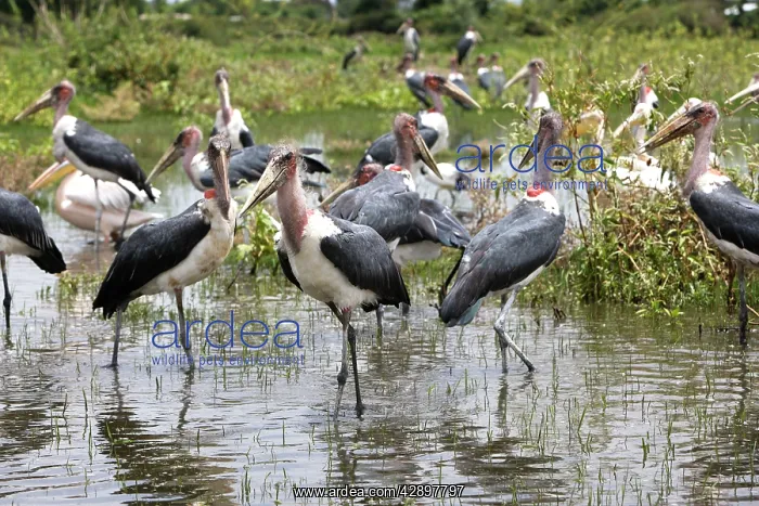: Marabou Stork - group in water : Marabou Stork - group in water