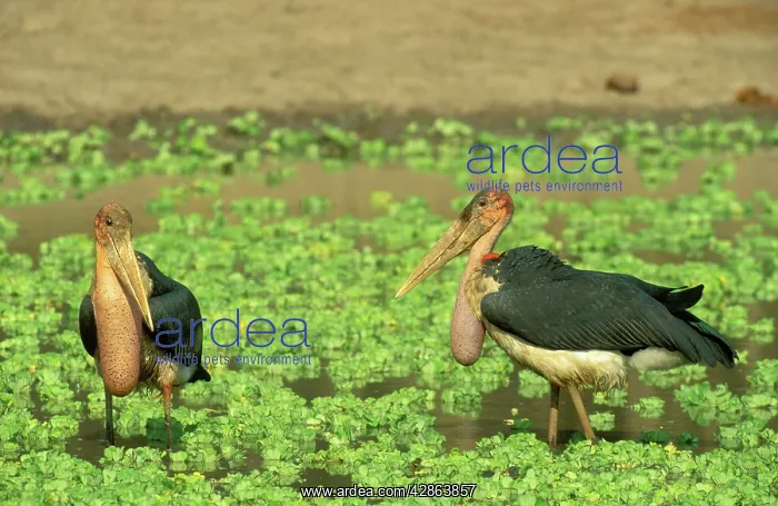 : Marabou Stork - hunting at a waterhole which is : Marabou Stork - hunting at a waterhole which is