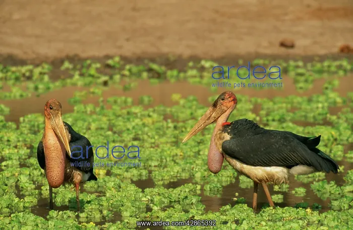 : Marabou Stork - two hunting at a waterhole which : Marabou Stork - two hunting at a waterhole which