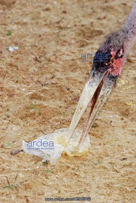 : Marabou Stork - investigating plastic bag litter : Marabou Stork - investigating plastic bag litter