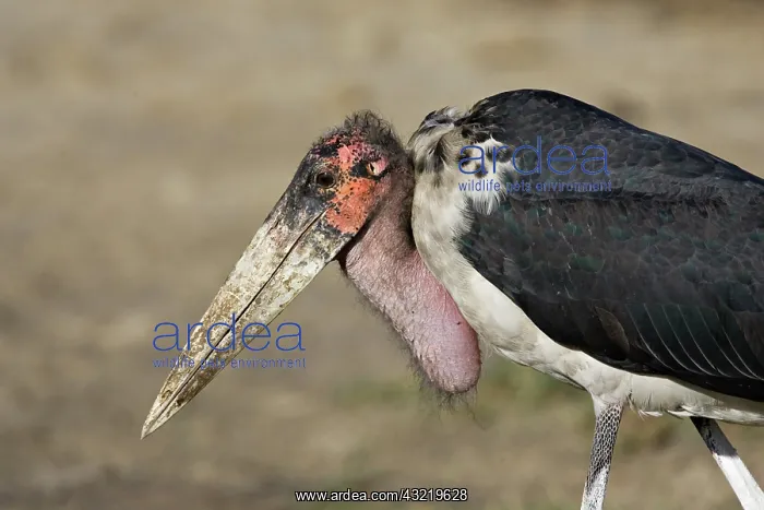 : Marabou Stork (Leptoptilos crumeniferus) : Marabou Stork (Leptoptilos crumeniferus)