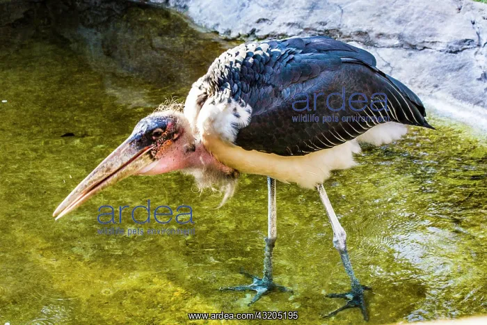 : Marabou stork (Leptoptilos crumeniferus), Cango : Marabou stork (Leptoptilos crumeniferus), Cango