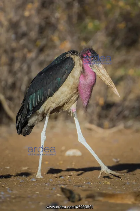 : Marabou stork (Leptoptilos crumeniferus), Ghanzi : Marabou stork (Leptoptilos crumeniferus), Ghanzi